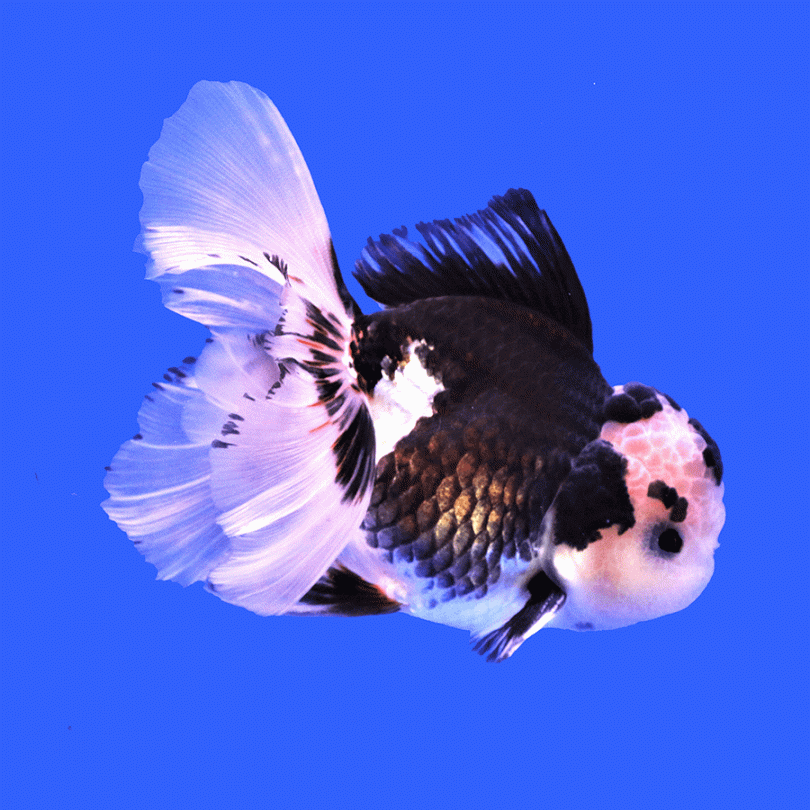 Panda Oranda L