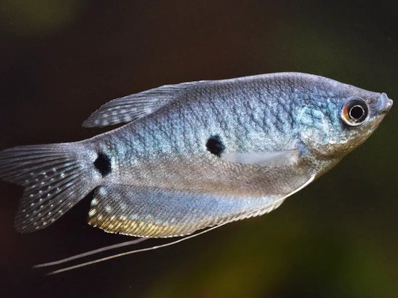 Gourami Assorted