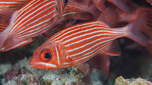 Hawaiian squirrelfish