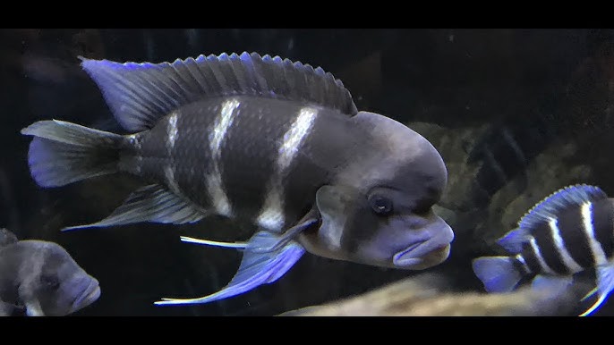 Frontosa adults