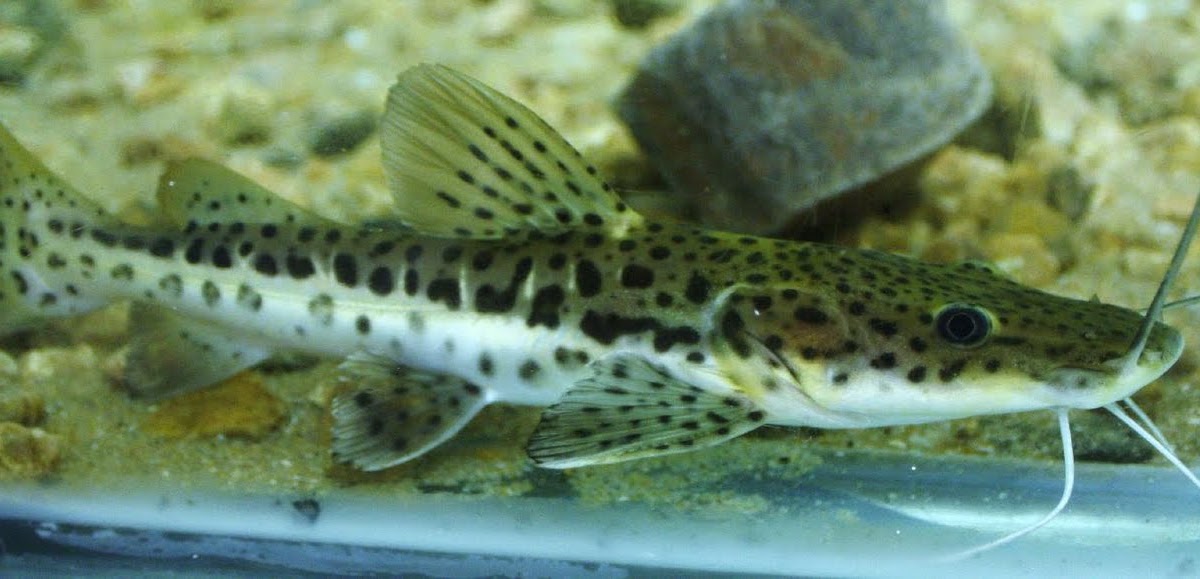 Redtail tiger shovelnose