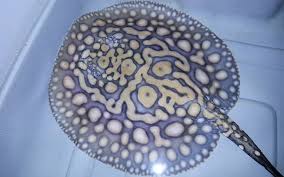 Hybrid black diamond stingray