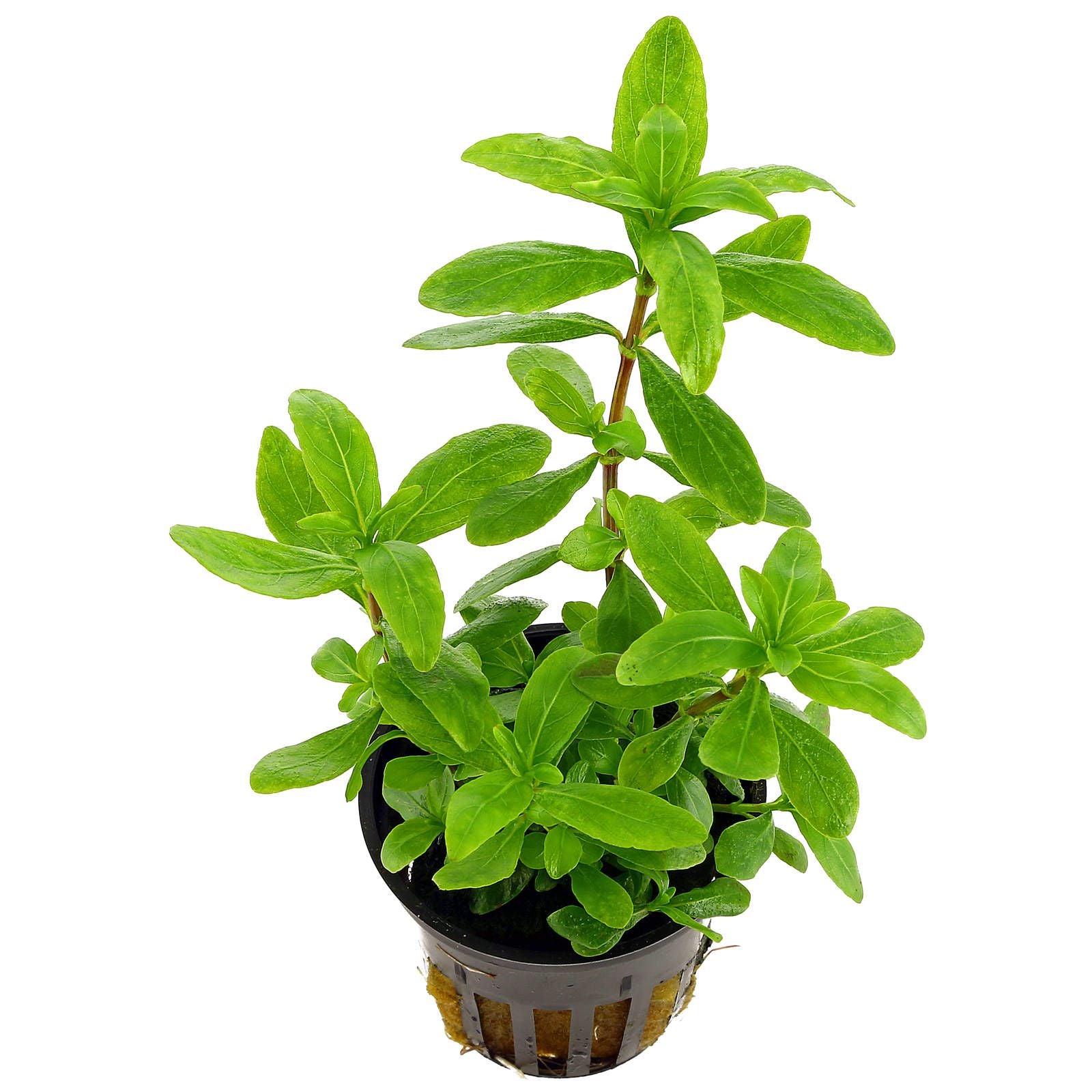 Hygrophila polysperma – RSB Aquatics