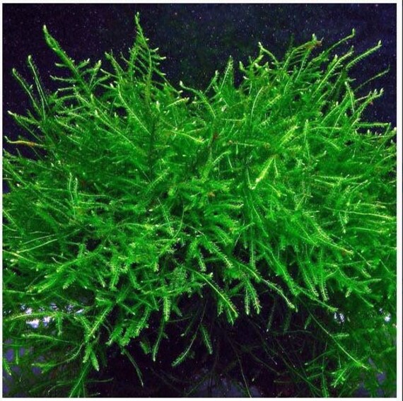 Java moss