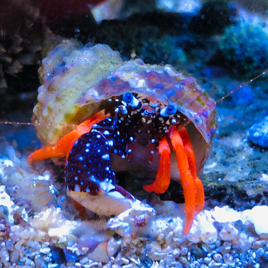 Blue polka dot hermit crab