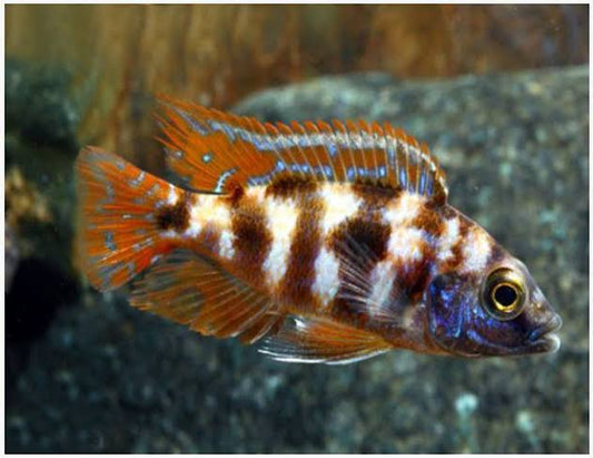 Milomo Cichlid