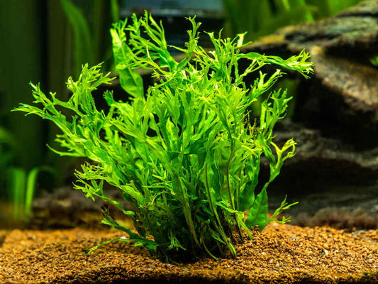 Java Fern potted