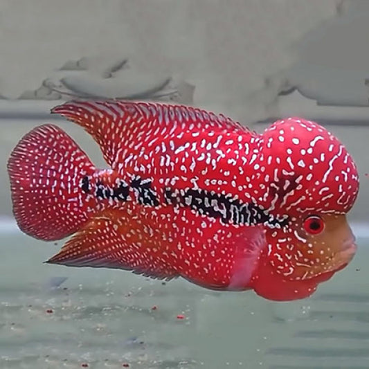 Red Kamfa Flowerhorn