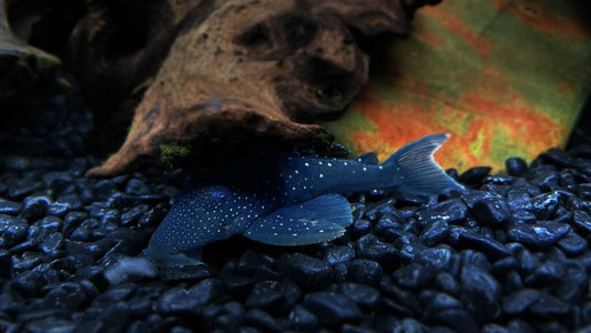 L128 blue phantom Pleco