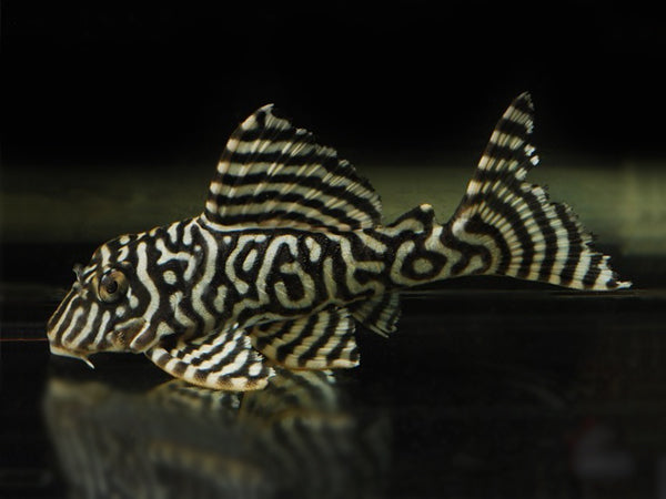 King tiger pleco