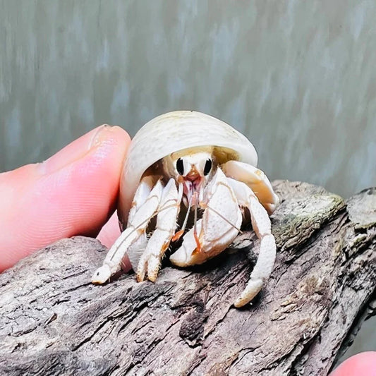 Albino hermit crab