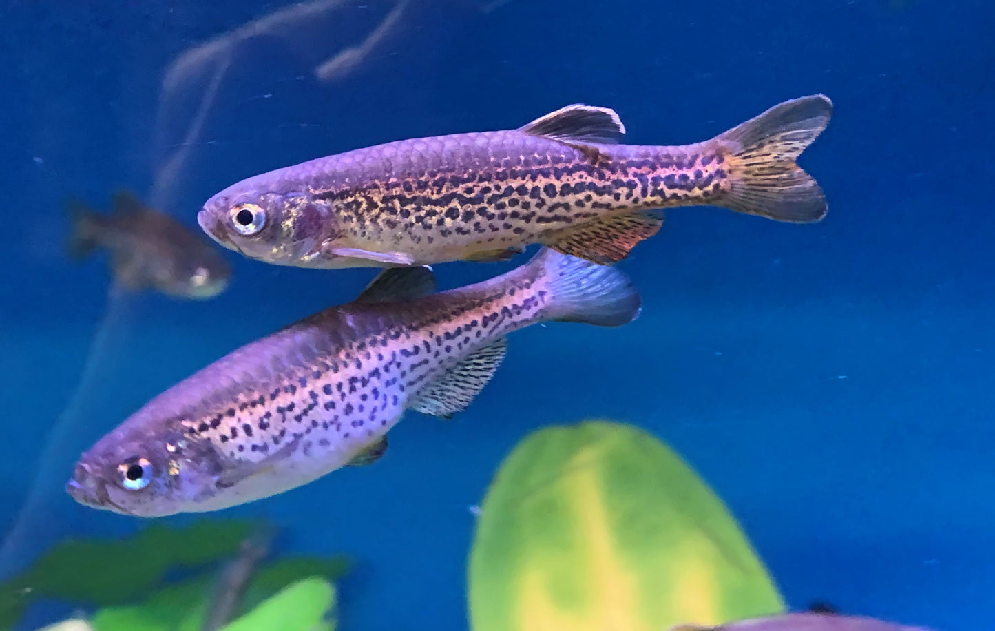 Danios