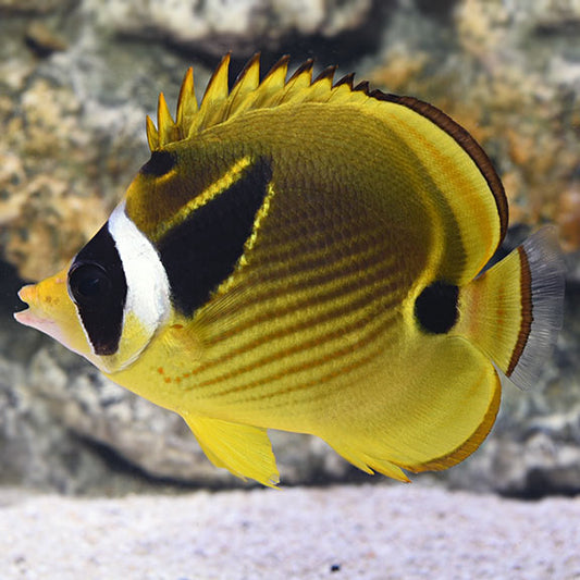 Racoon Butterfly fish