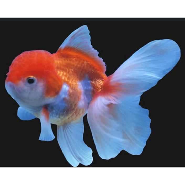 Oranda lionhead Goldfish