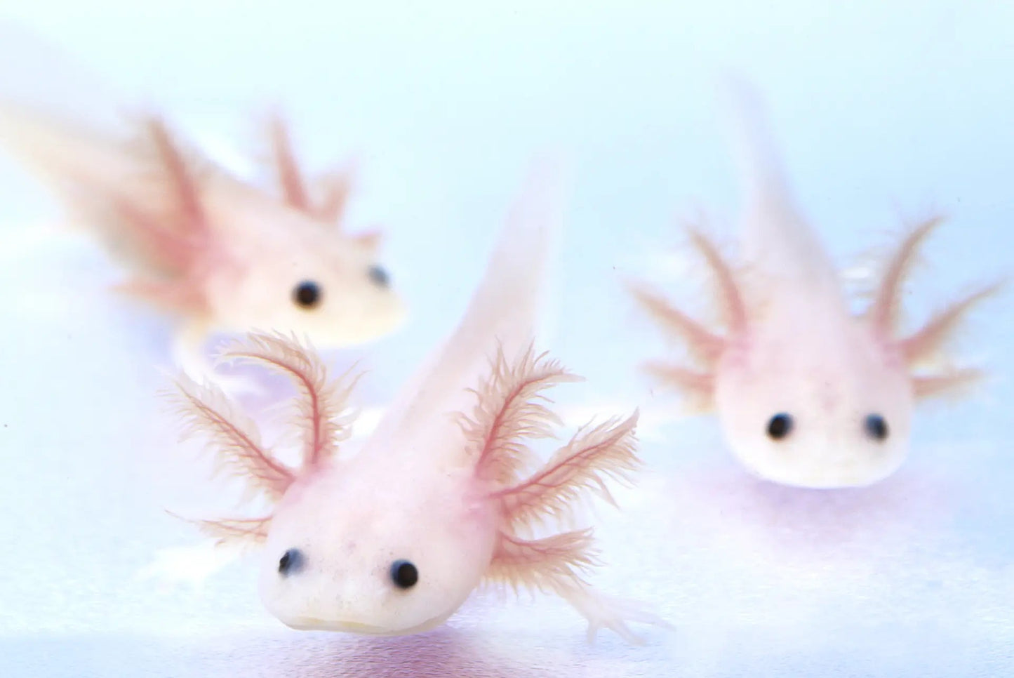 Lucy white axolotl