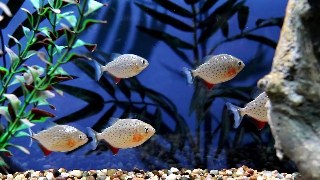 Monster Fish – RSB AQUATICS