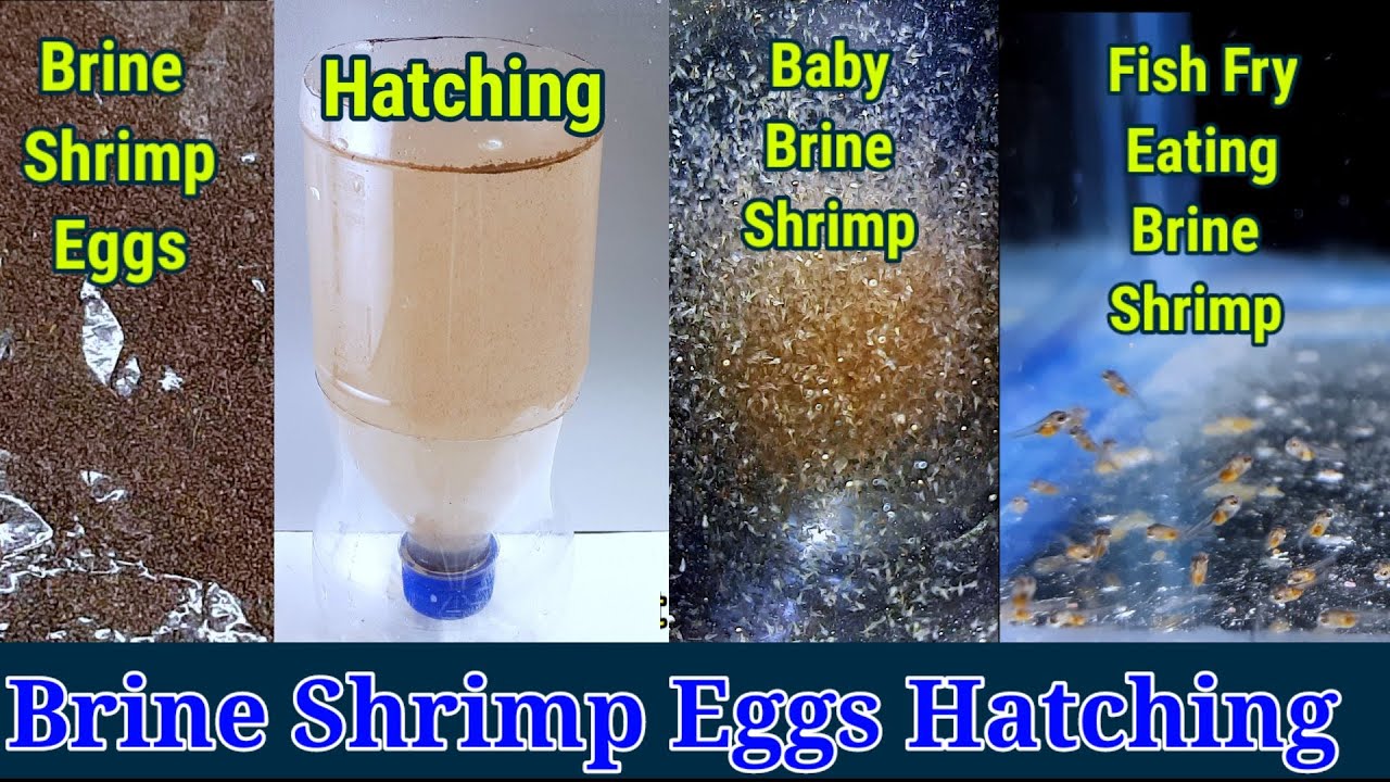 Brine shrimp eggs