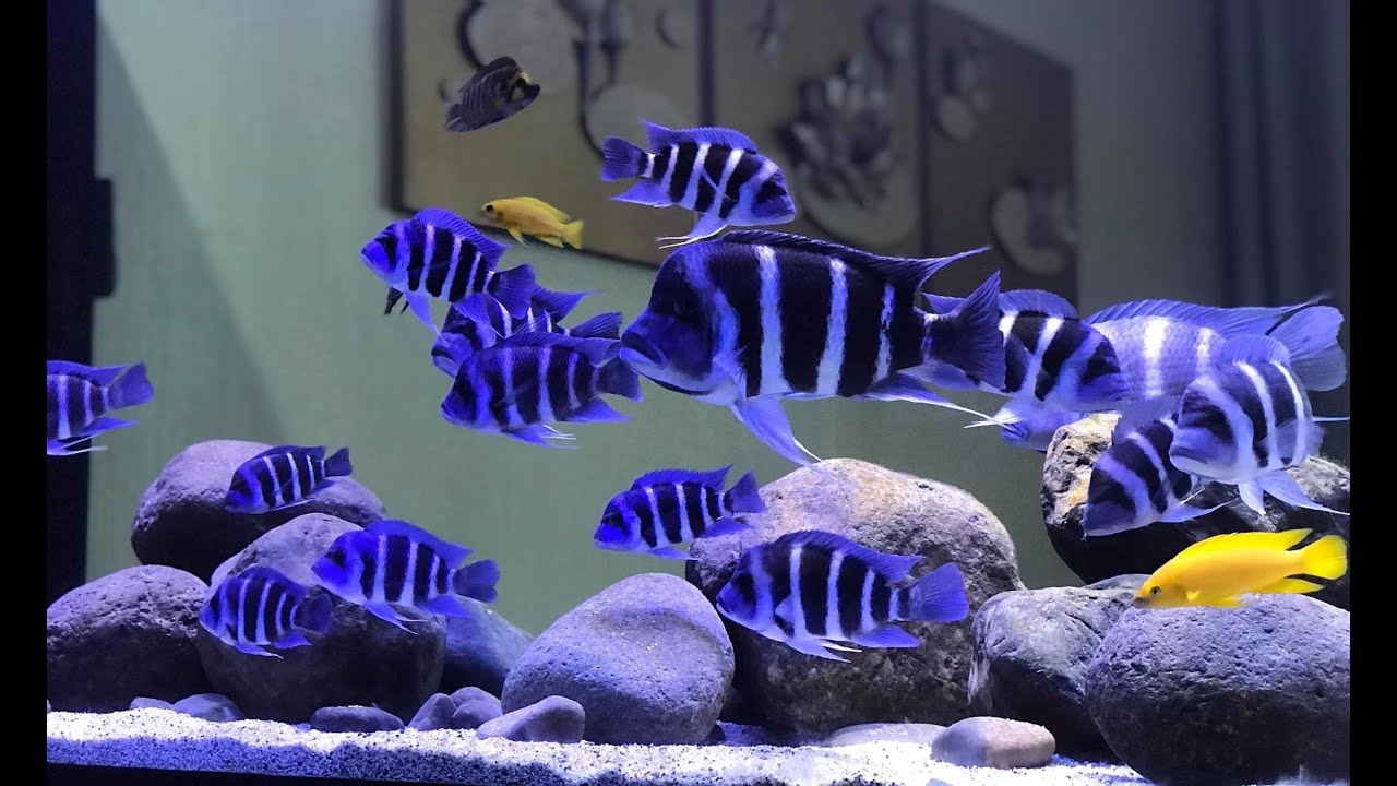 Frontosa adults