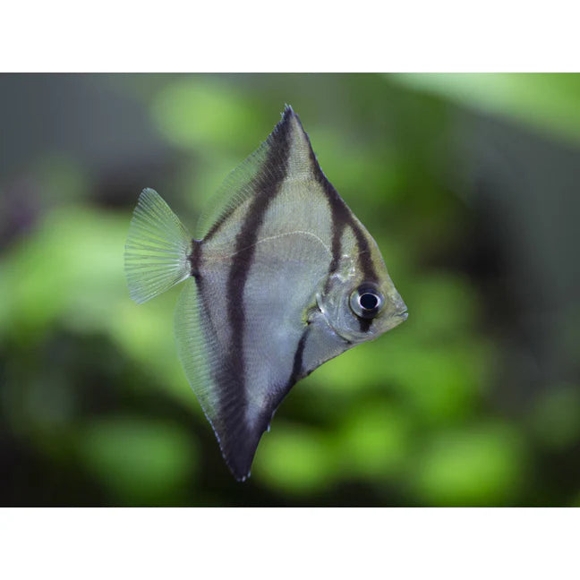 Mono Sabae Angel fish