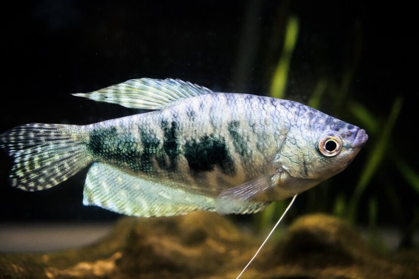 Gouramis blue Cosby