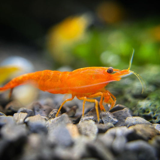 Pumpkin shrimp