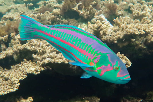 Surge Wrasse