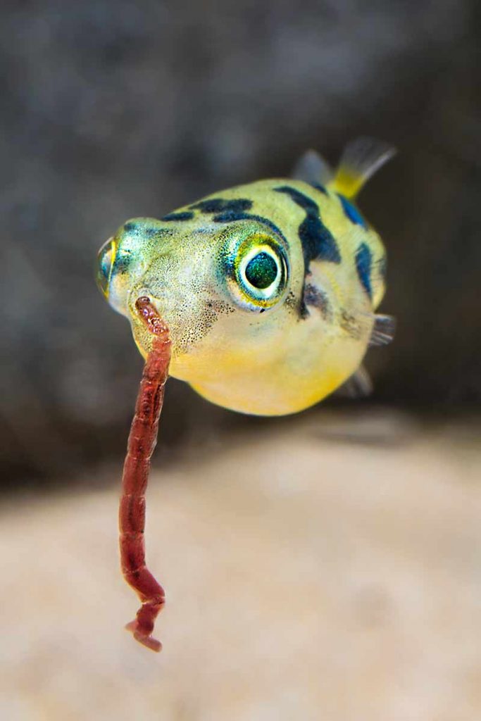 Pea puffer