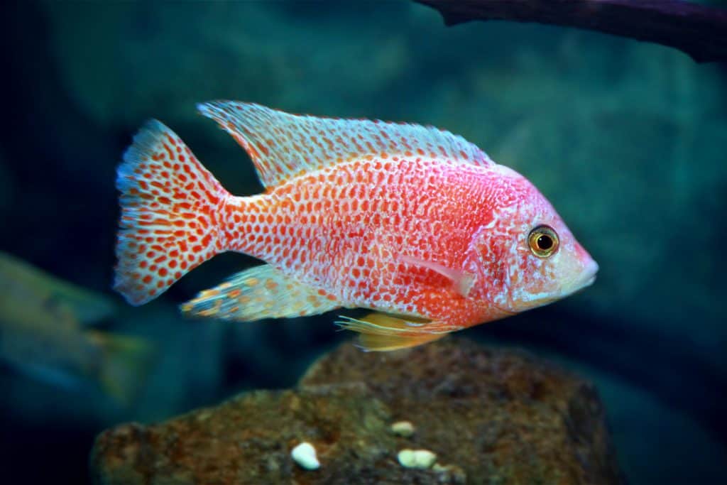 Pink Dragon Peacock Cichlid