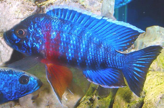 Red shoulder peacock cichlid