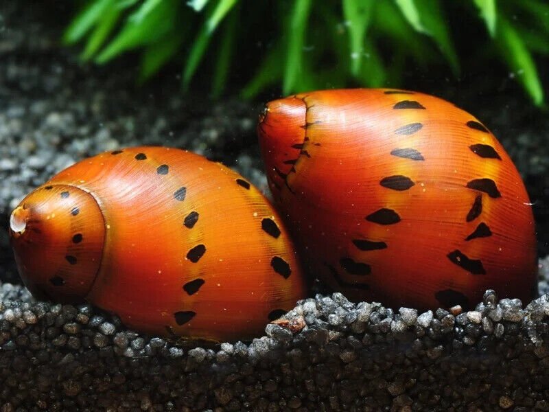 Onion snails (nerite)