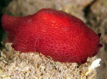 Forskal's sea slug (blood red)