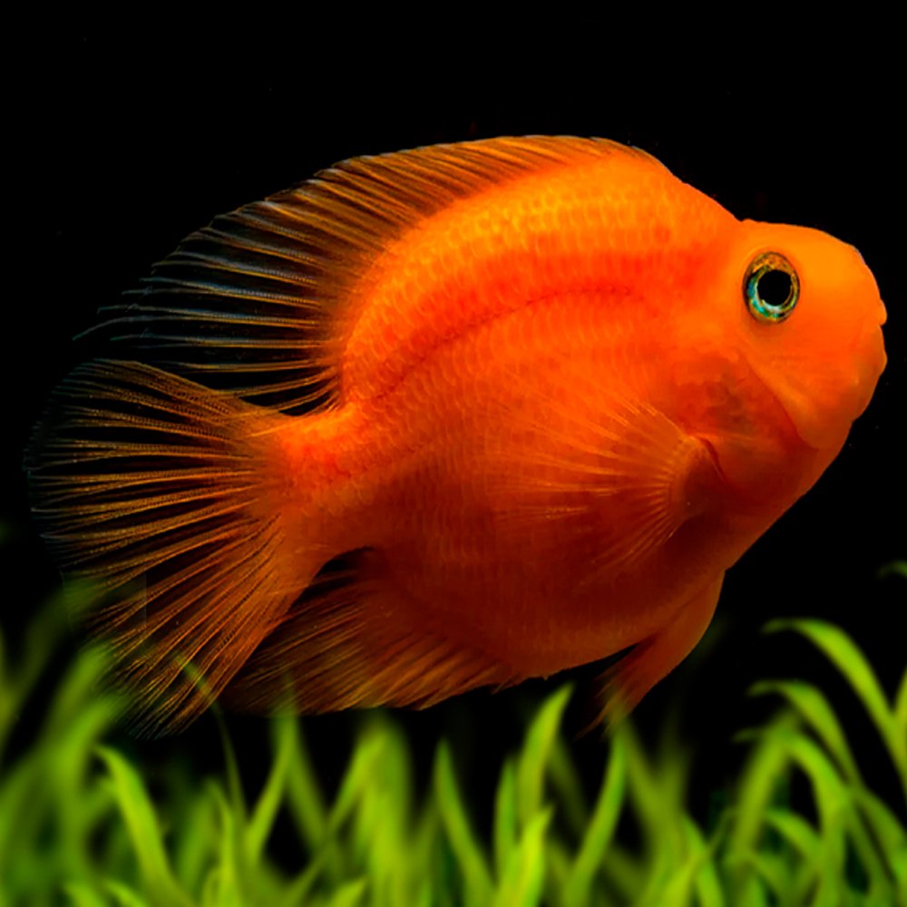 Blood Red Parrot Fish