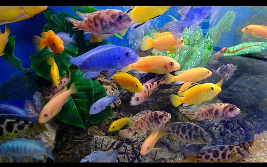 Mbuna cichlid large Mix