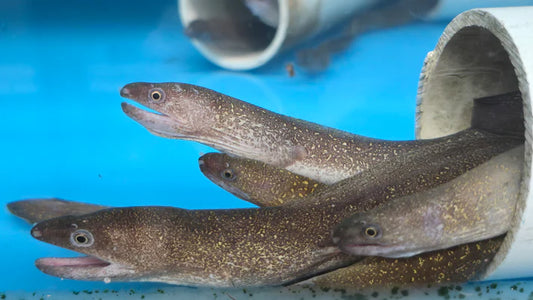 Marble Moray eel