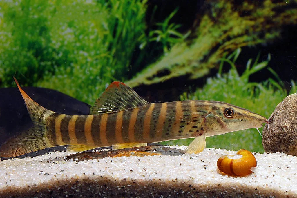 Royal tiger loach