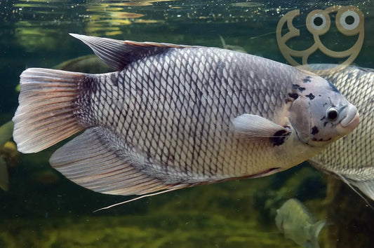 Giant gourami