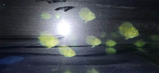 24k polar parrots