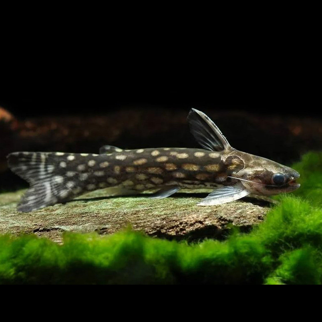Galaxy wood catfish