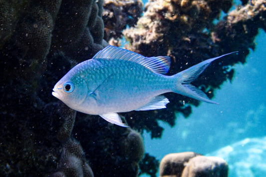 Blue-green chromis