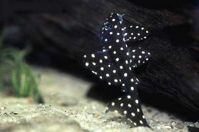 Fancy L pleco