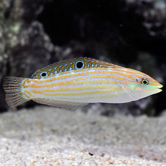Wrasse adorned