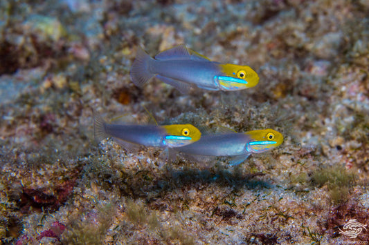 Goby blue streak