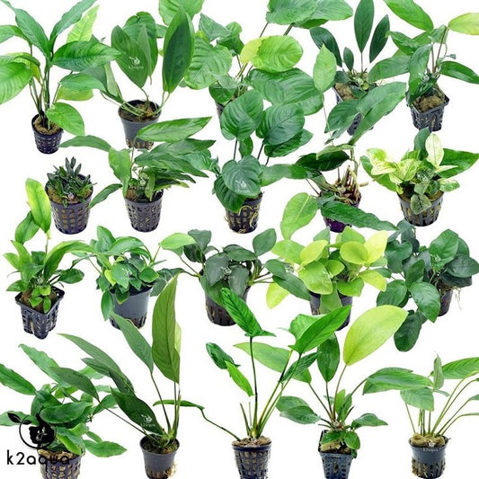 Types of anubias