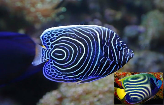 Empora angelfish