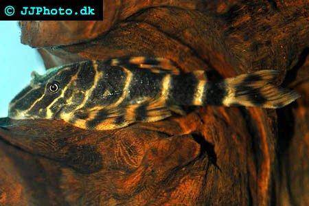 Fancy L pleco