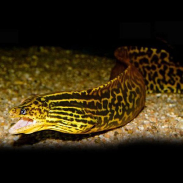 Tiger moray eel 24k (Freshwater)