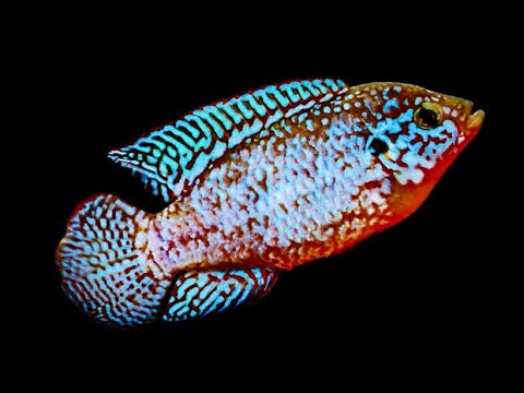 Electric blue Jewel cichlid