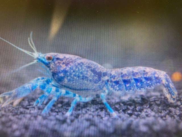 Mexican dwarf crayfish