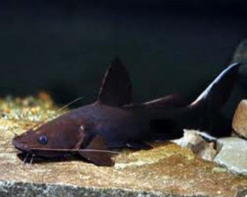 Crystal catfish