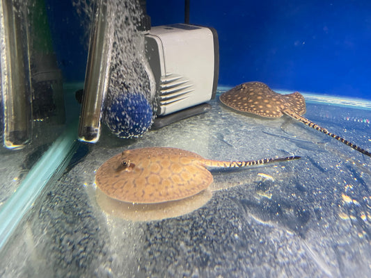 Teacup stingray